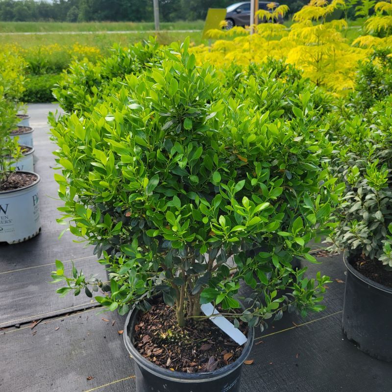 Inkberry Holly