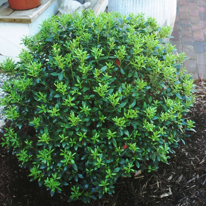 Inkberry Holly