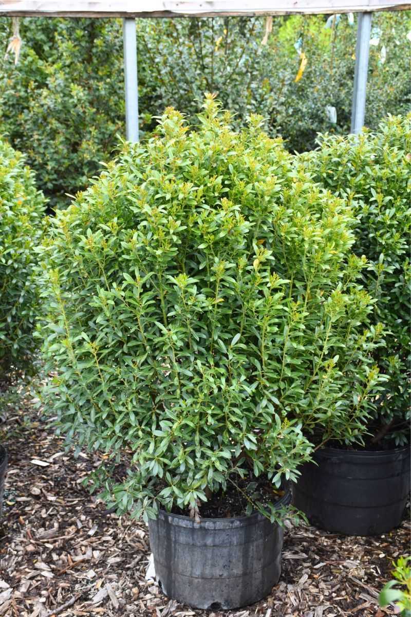 Inkberry Holly