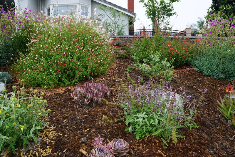 Inland Empire Utilities Agency Landscape Efficiency Rebate
