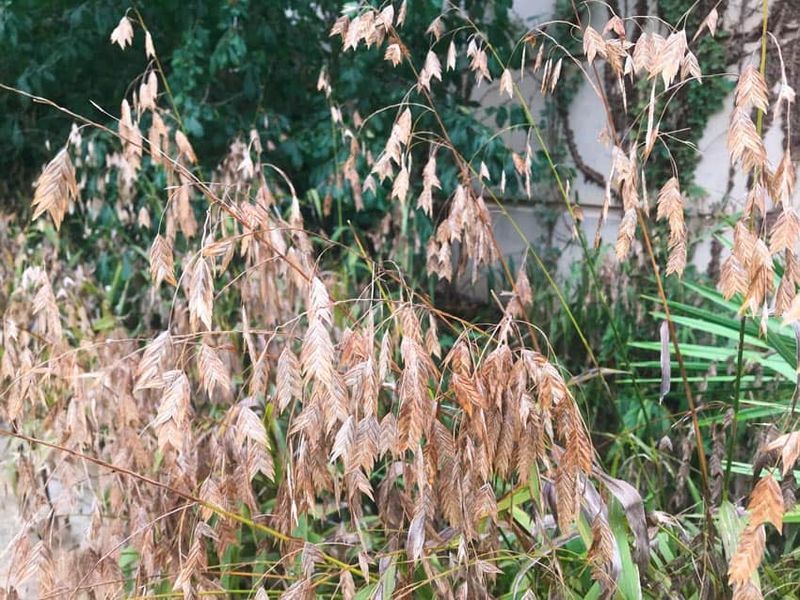 Inland Sea Oats
