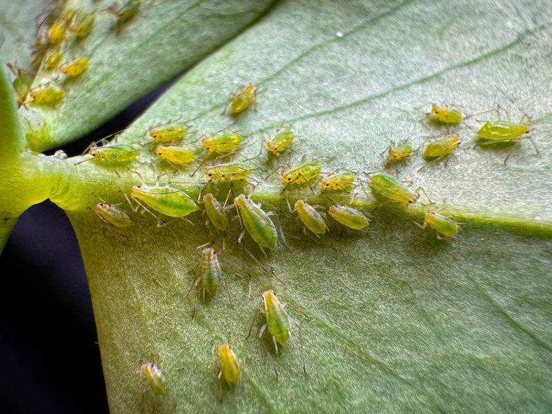 Inspect Hidden Growth Before You Treat Inspect Hidden Growth Before You Treat