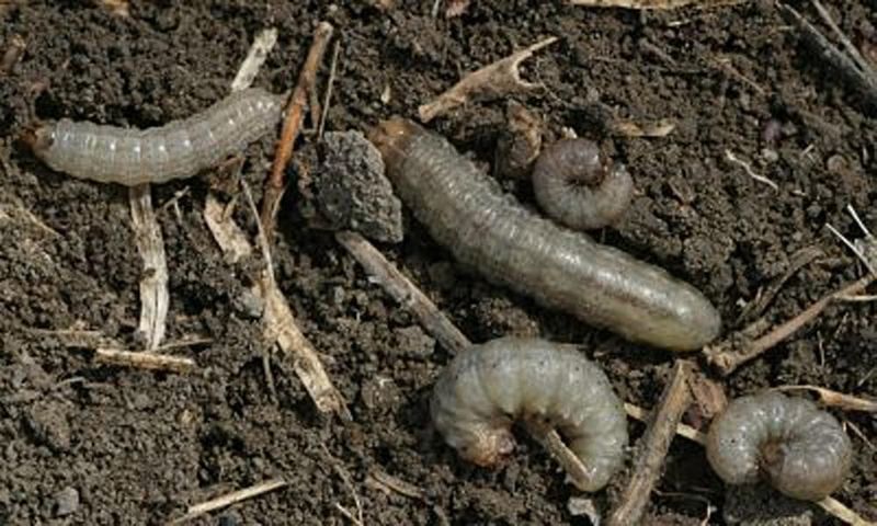 Inspect after dark to test the cutworm hypothesis