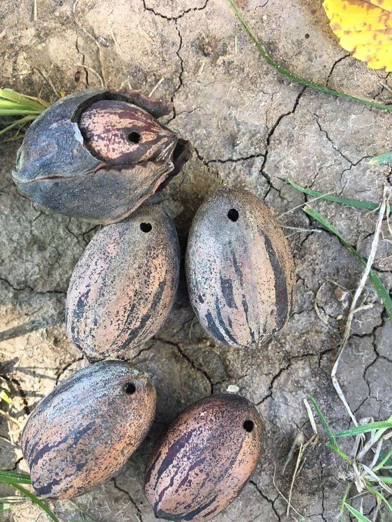Inspect fallen nuts before diagnosing drought
