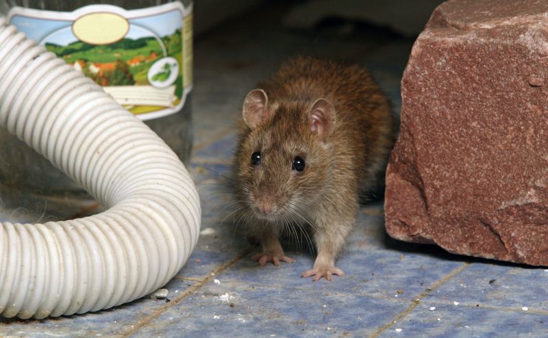 Inspect for Rodent Evidence Instead of Reading the Owl as a Diagnosis