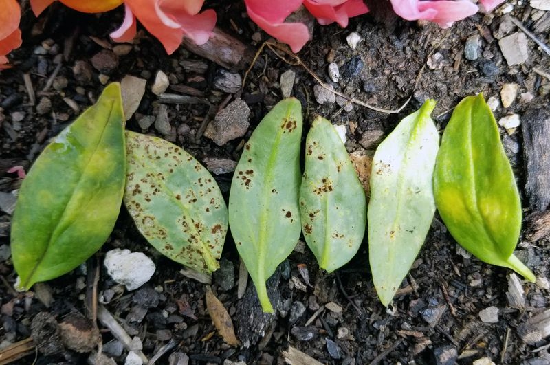 Inspect for disease, root trouble, and plant-identity mix-ups