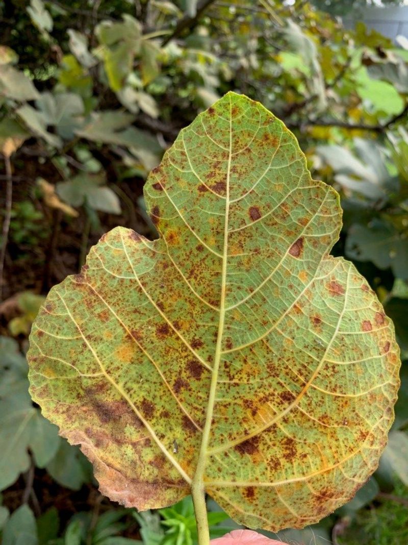 Inspect leaves and roots when watering is not enough