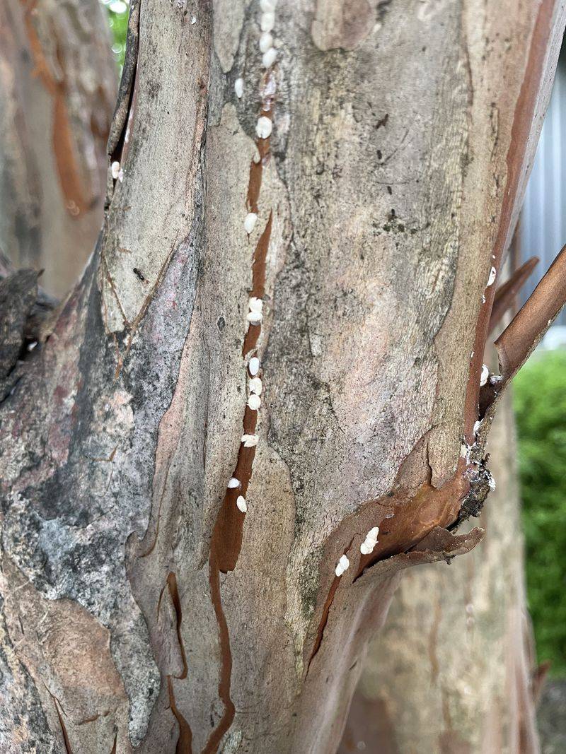 Inspect leaves for aphids and bark for scale