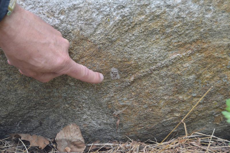 Inspect nearby plants and outdoor surfaces