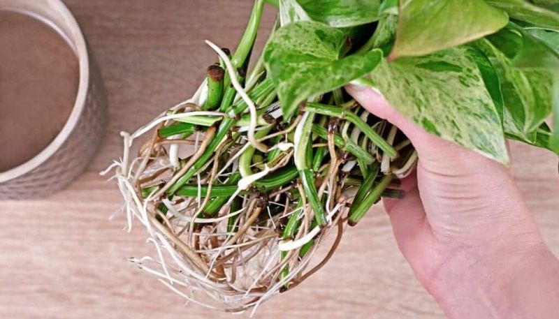 Inspect roots when the evidence points belowground