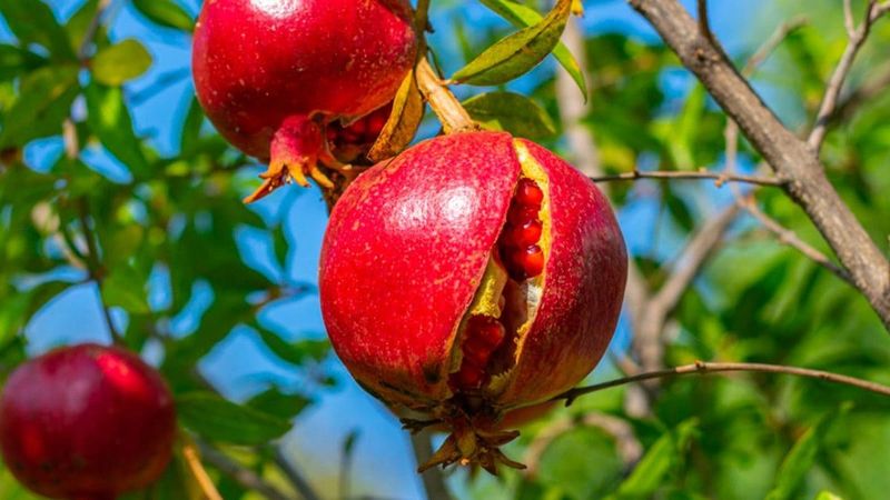 Inspect split fruit and adjust the next crop's care