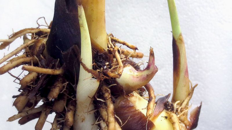 Inspect stored rhizomes and divide only when growth points show Inspect stored rhizomes and divide only when growth points show
