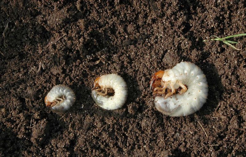Inspect the Lawn Before You Treat Any Larva Inspect the Lawn Before You Treat Any Larva