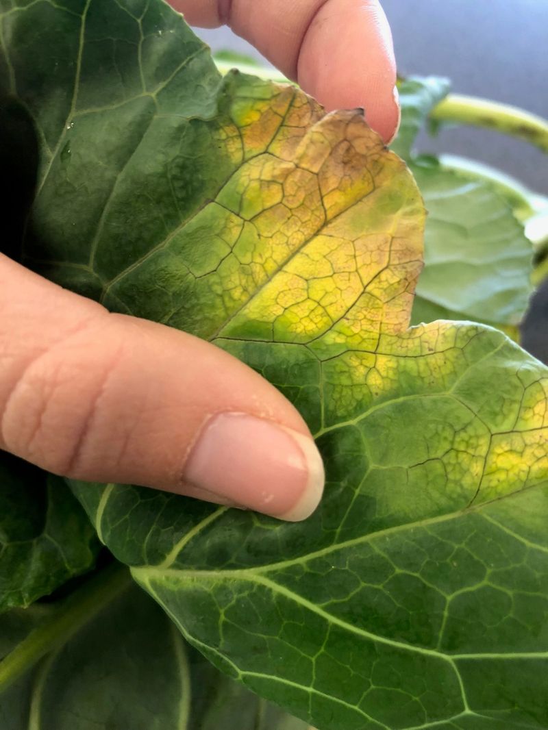 Inspect the Oldest Leaves First