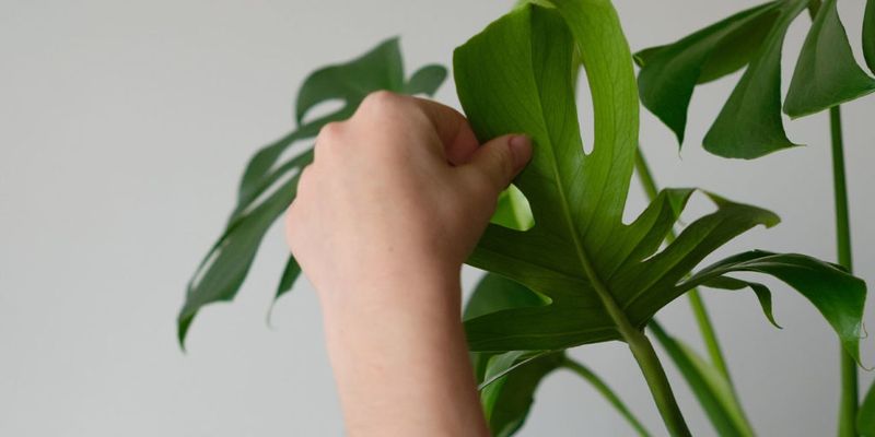 Inspect the Plant Before You Treat It