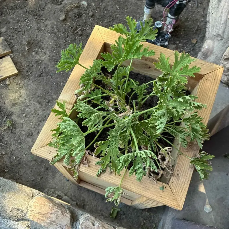 Inspect the Plant and Pot Before Feeding