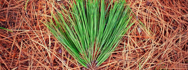 Inspect the bed after weather moves the mulch