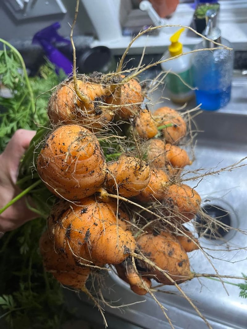 Inspect the bed for resistance, saturation, and fertilizer injury