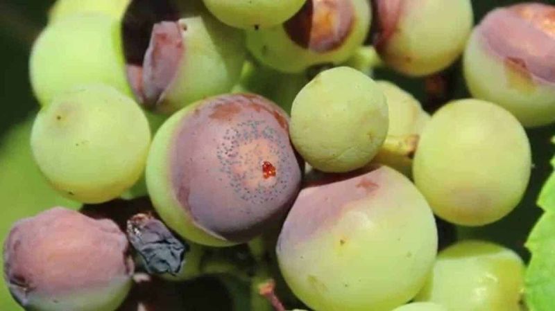 Inspect the berries before blaming the wasps