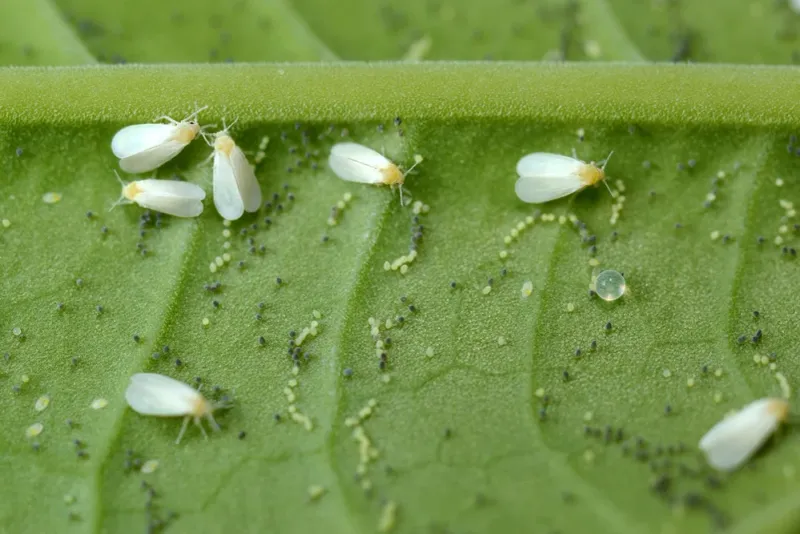 Inspect the container microhabitat before drawing conclusions