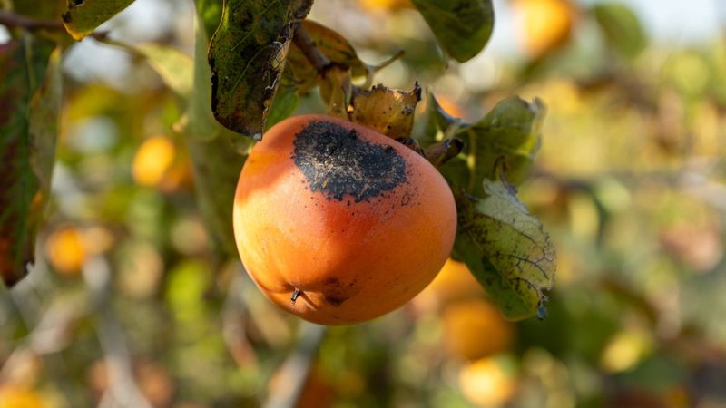 Inspect the fruit and canopy for genuine warning signs