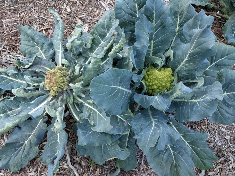 Inspect the growing point before blaming fertilizer