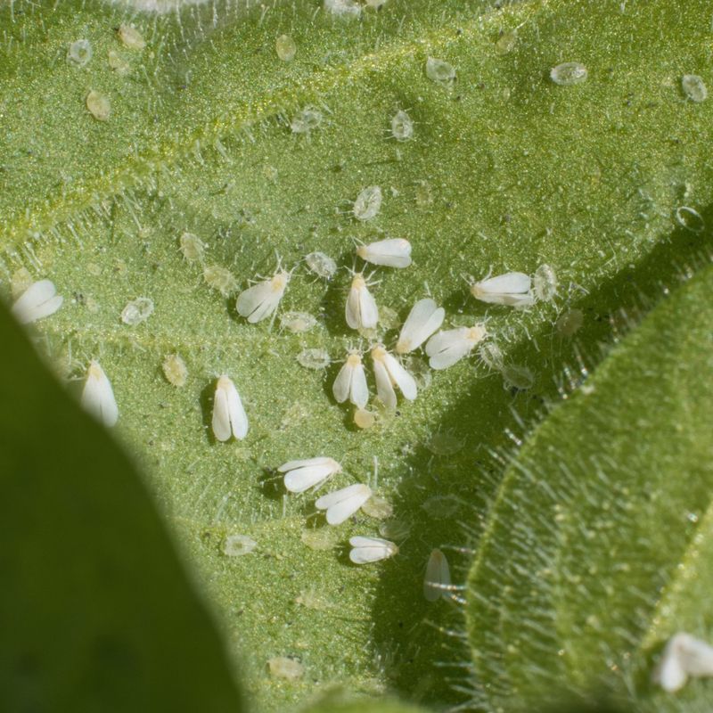 Inspect the leaf undersides before you treat