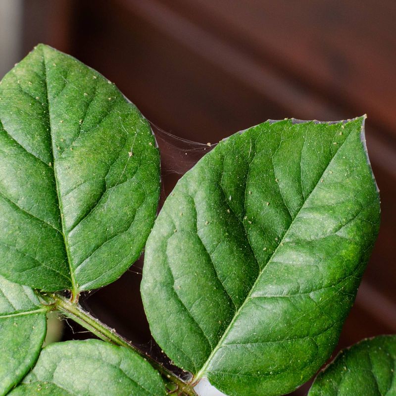 Inspect the leaves and root zone before treating