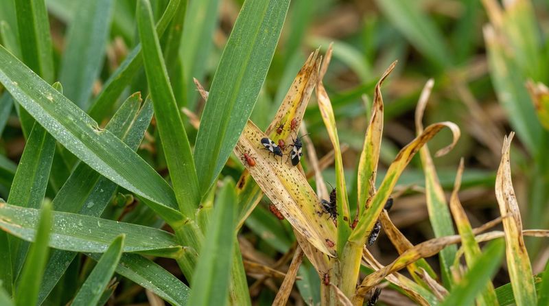 Inspect the patch edge for insects