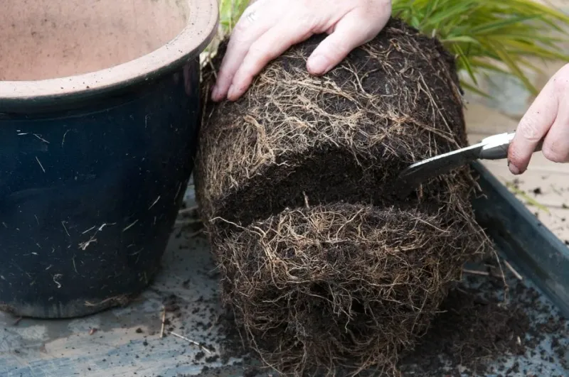 Inspect the root ball before choosing a new pot