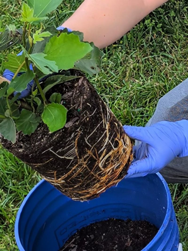Inspect the root ball before deciding to repot