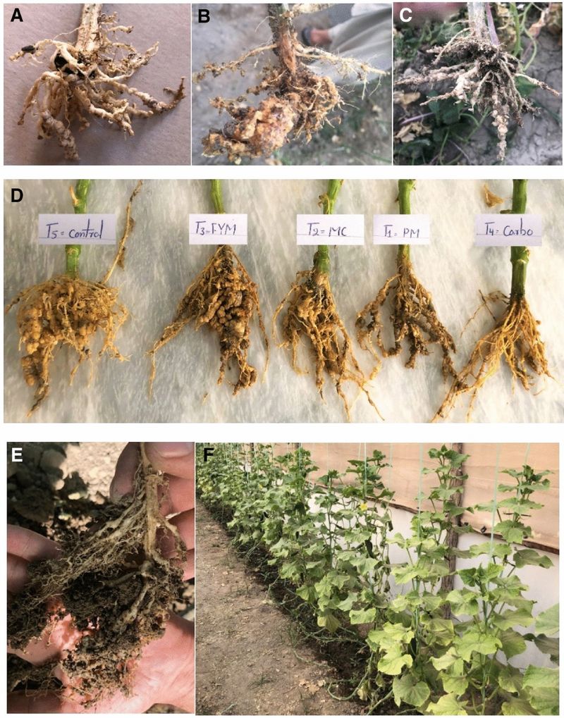 Inspect the roots for damage that leaves cannot explain