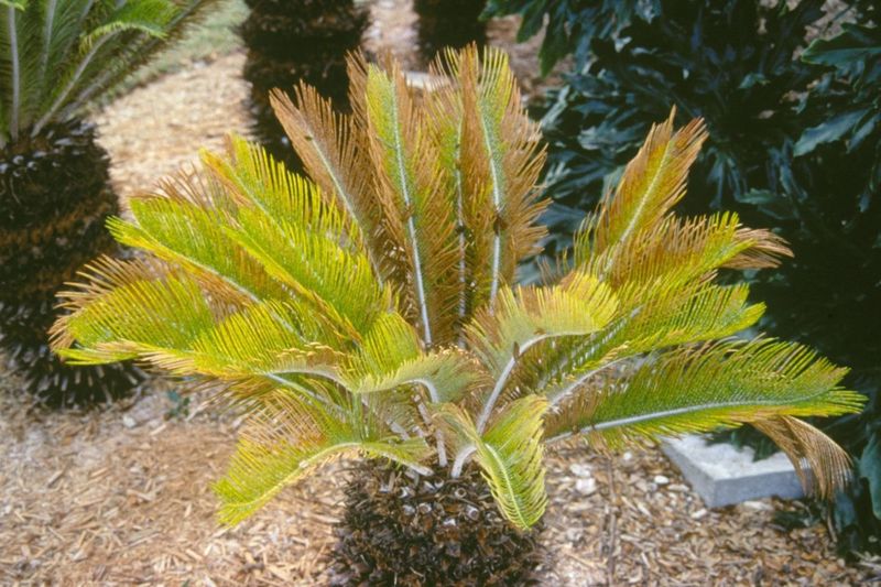 Inspect the roots, fronds, and weather history before adding fertilizer