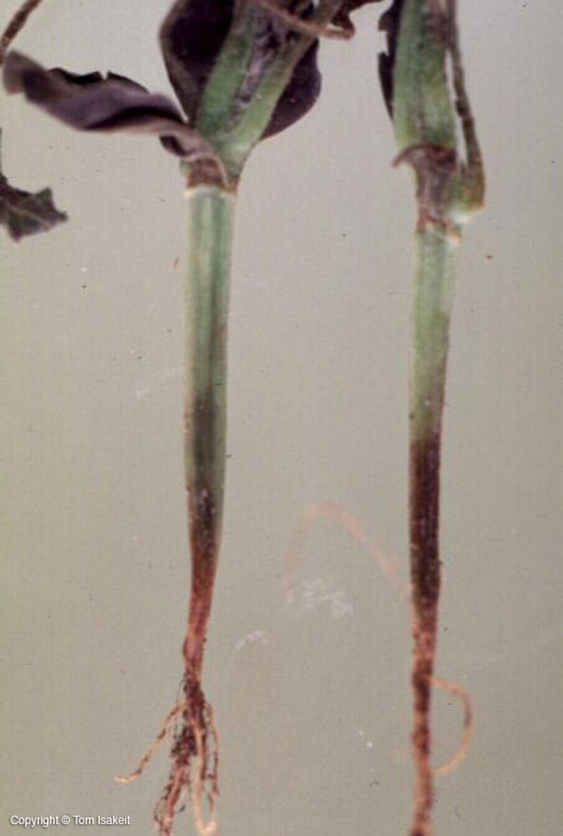 Inspect the stem and roots before treating the stand