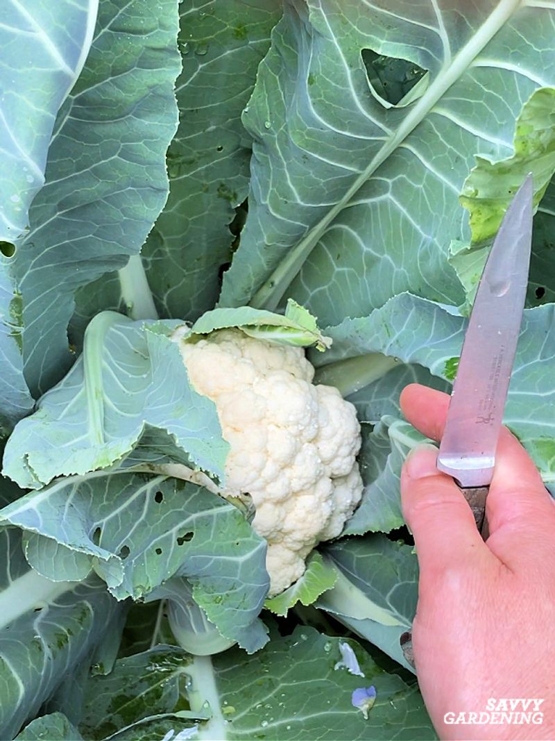 Inspect the tied plant and harvest before the curd turns ricey Inspect the tied plant and harvest before the curd turns ricey