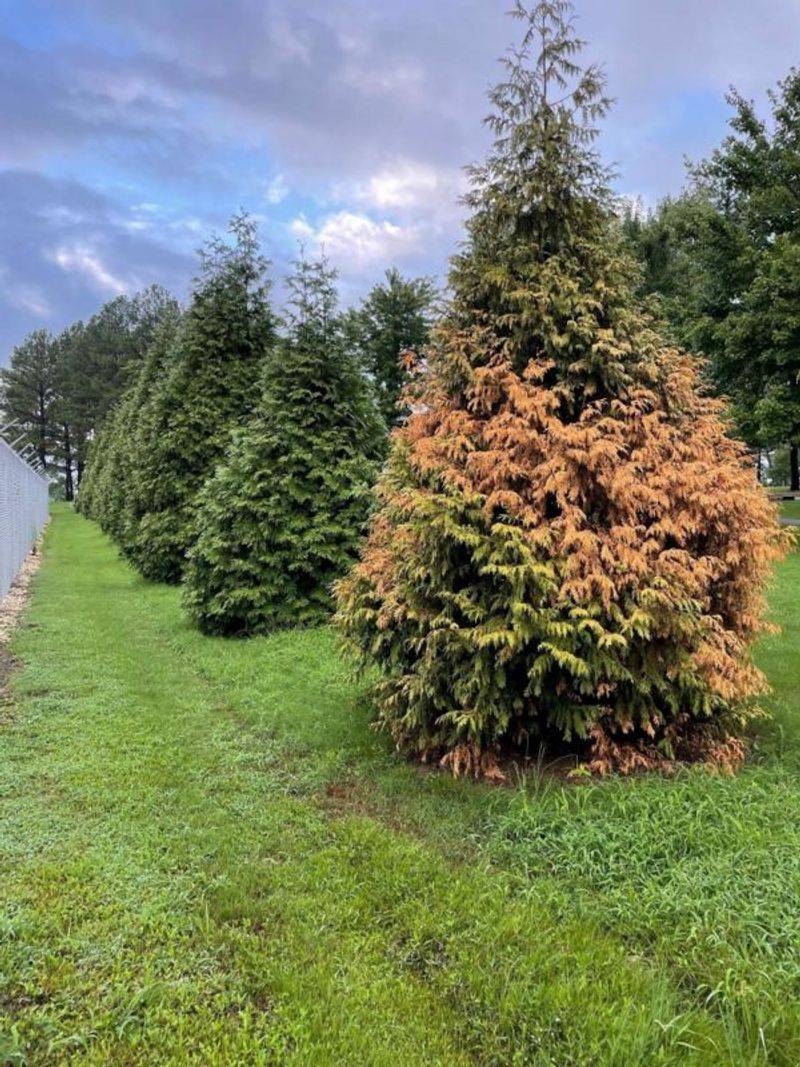Inspect the tree and its surrounding fuels before deciding