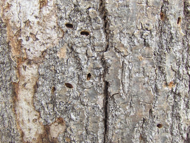 Inspect the trunk and major limbs without damaging them