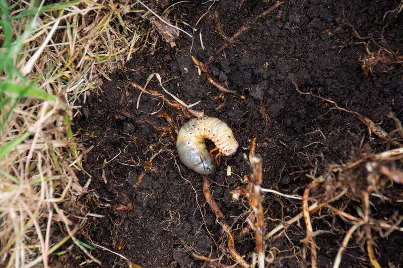 Inspect the turf before blaming grubs Inspect the turf before blaming grubs