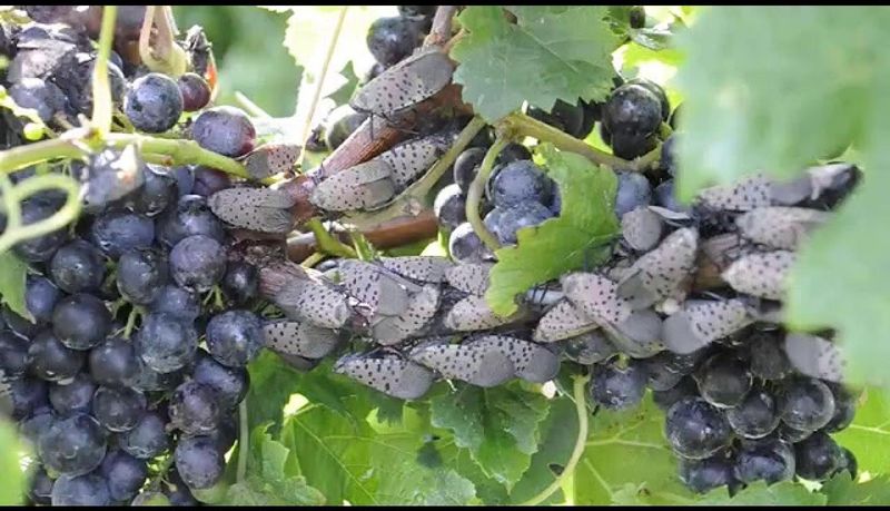 Inspect the vine and its surrounding hosts