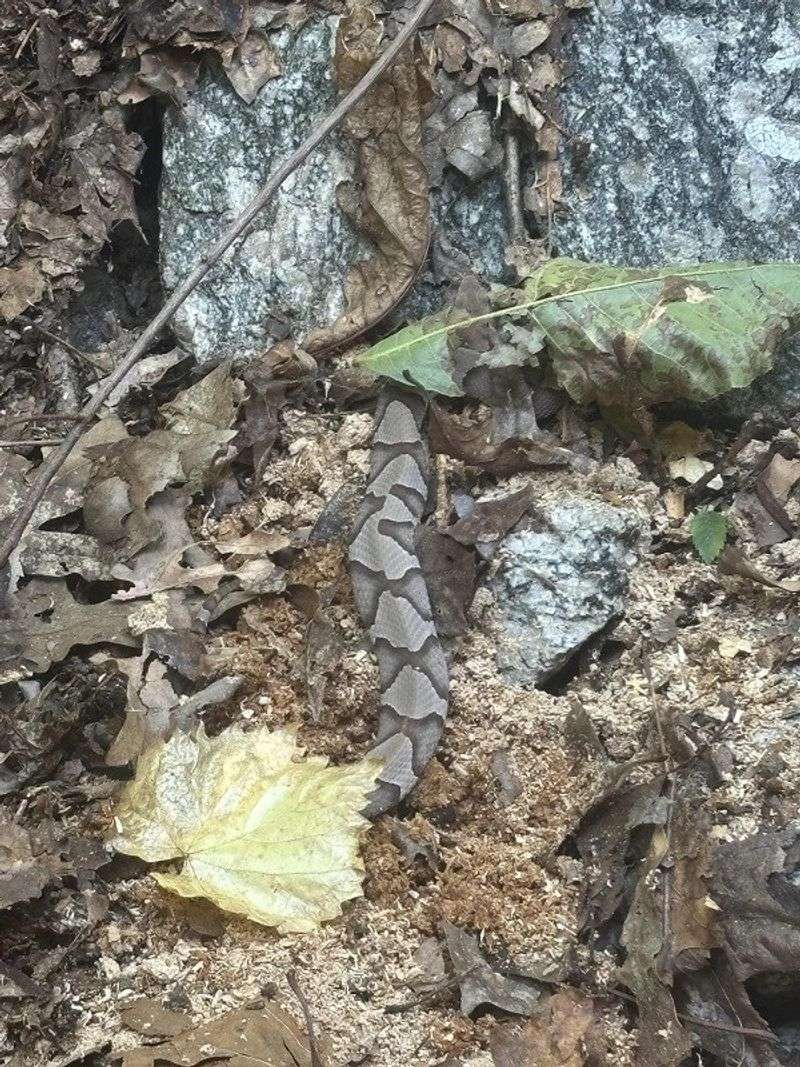 Inspect visually, manage the yard, and give snakes space