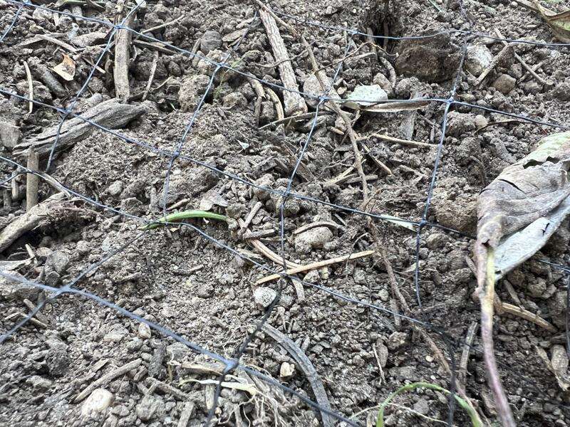 Install and anchor the cover immediately after planting