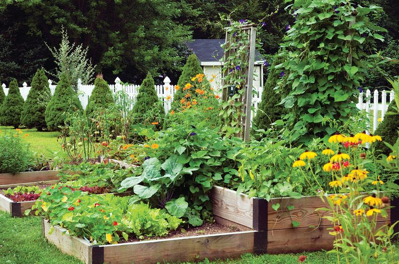 Intercropping Offers Possibilities, Not Guarantees Intercropping Offers Possibilities, Not Guarantees