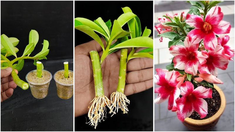 Interpret new growth and rooting aids cautiously