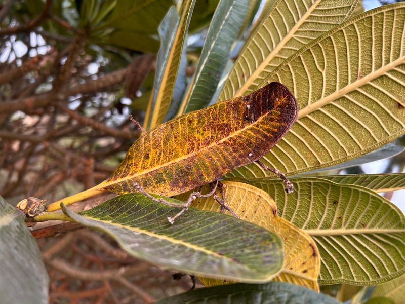 Interpret symptoms within Texas’s seasonal limits