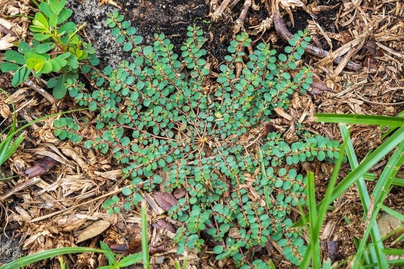 Interrupt the seed cycle with repeat checks