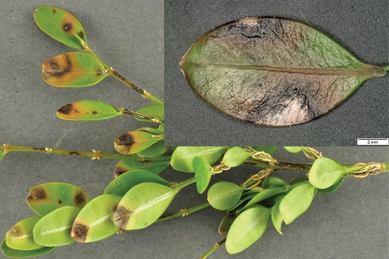 Investigate boxwood decline before blaming blight