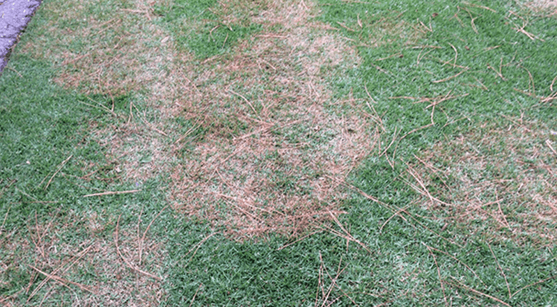Investigate brown patches that do not fit the mowing pattern