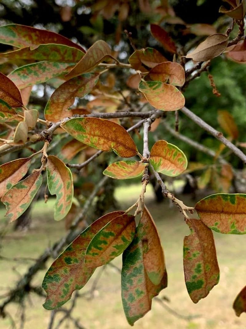 Investigate decline before you cut or remove trees
