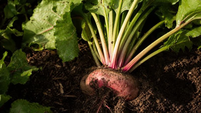 Investigate heat and uneven moisture when roots turn woody