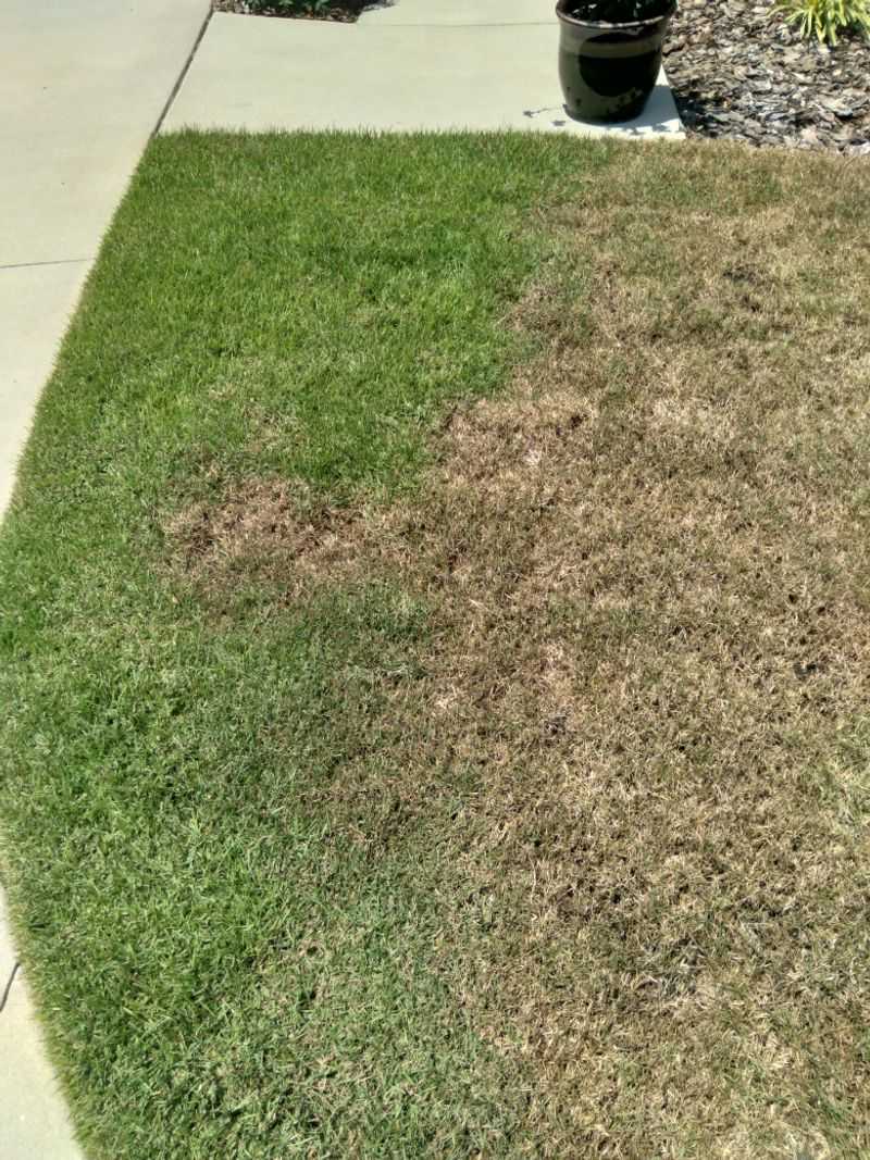 Investigate roots when turf stays thin Investigate roots when turf stays thin
